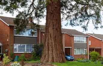 Urban Tree Walk with Paul Wood