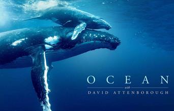 Blue whale under the sea with calf