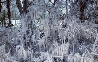 wintry forest scene