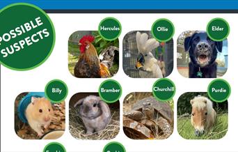 Board with photographs of Raystede animals