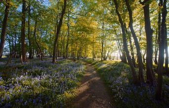 Spring woodland in the sunshine