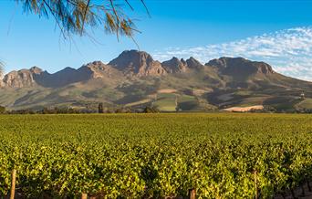 South African Vineyards
