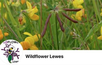 Wild flowers