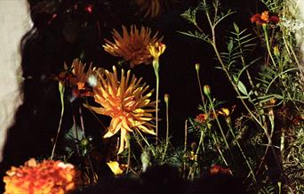 Reflection in mirror of flowers and the human form