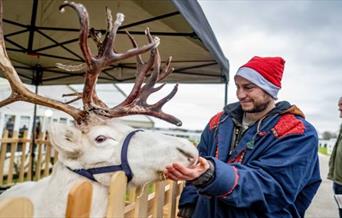 Man in Santa hat feeding a reindeer