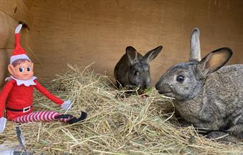 Christmas elf with rabbit friends