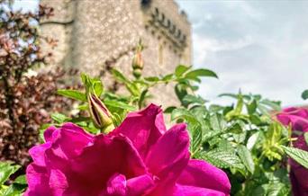 Flora and Fauna at Lewes Castle