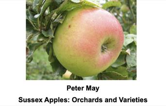 A rosy Sussex apple