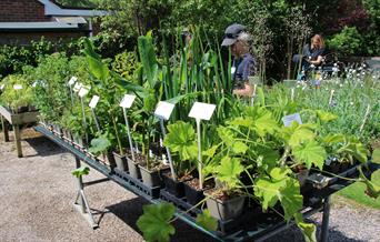 Plants at Bright Green Fox Nursery