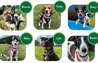 Canine residents at Raystede
