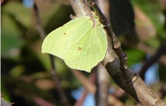 Brimstone butterfly on a branch in sunshine
