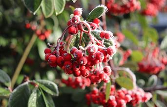 Carols by Candlelight