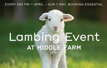 Lambing Event