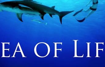 Sea of Life : Pells Pool Film Nights