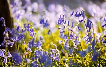 Bluebells in a wood