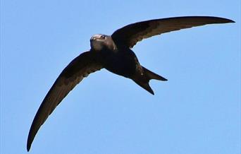 Friends of Lewes: Supporting Swifts in Lewes