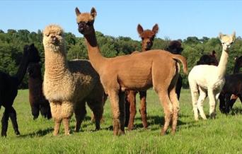 Alpacas at Alpaca Camp.