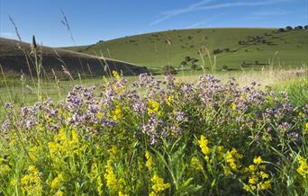 Sussex Wildlife Highlights