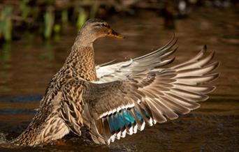 Ouse Valley, Nature Reserve