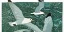 gulls print