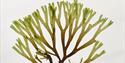 Seaweed pressing