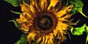 Sunflower image
