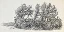 Black and white illustration of trees