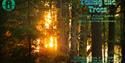 Photo of sunlight streaming through trees