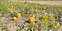 Pumpkins on the Pumpkin patch at South Farm