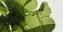 Close up of pressed seaweed
