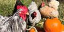 chickens and pumpkins at Middle Farm.