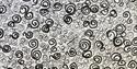 Abstract black/white artwork by Lewes-based artist Alison Briggs