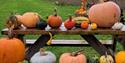 Pumpkins and squashes at South Farm, Rodmell