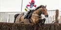 Racehorse jumping fence at Plumpton