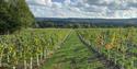 Artelium vineyards