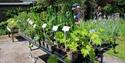 Plants at Bright Green Fox Nursery