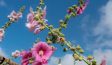 Pink hollyhocks against a blue summer sky