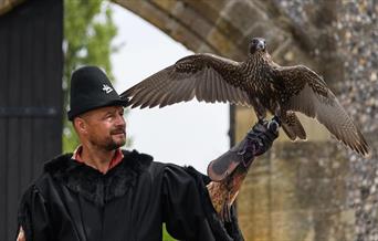 Man in Medieval dress with hawk