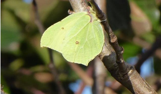 Brimstone butterfly on a branch in sunshine