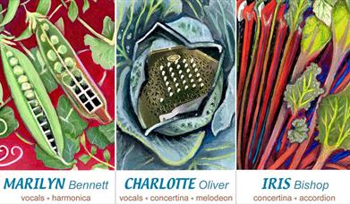 Selection of illustrations of vegetables combined with musical advertising to represent the 4 key sisters