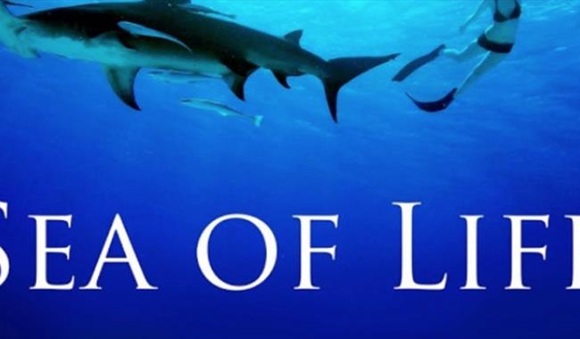 Sea of Life : Pells Pool Film Nights