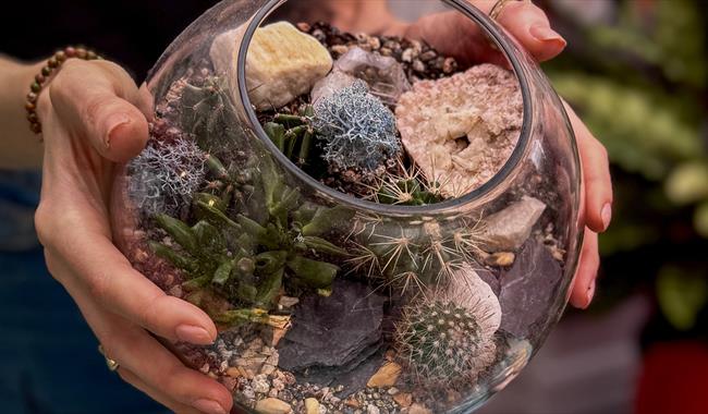 Terrarium with cacti and succulents Terrarium with cacti and succulents