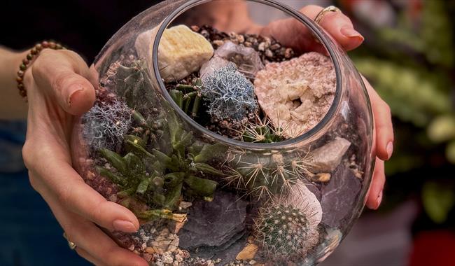 Glass Terrarium with succulents and cacti Glass Terrarium with succulents and cacti