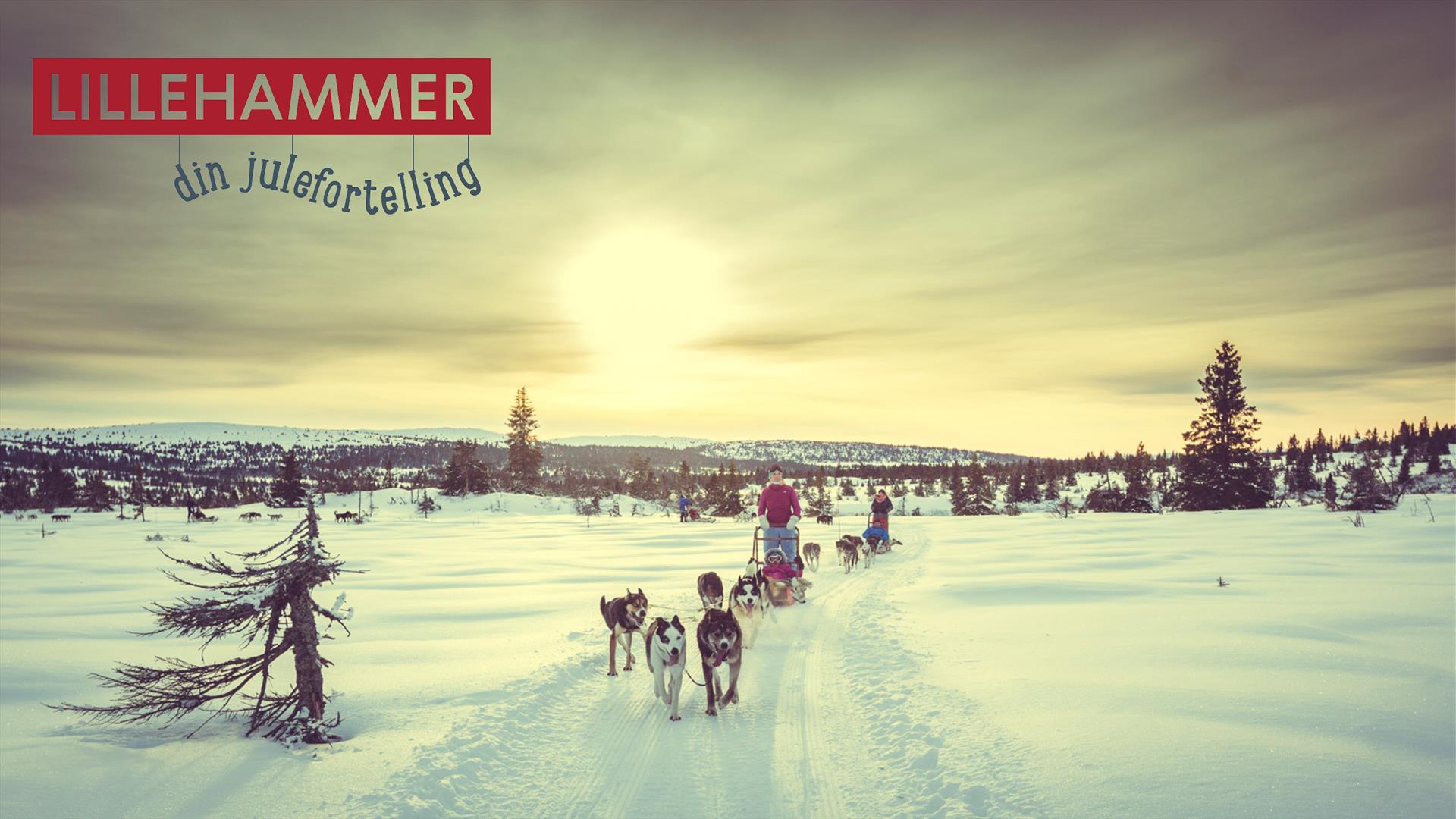 Dog Sledding at Sjusjøen, near by Lillehammer