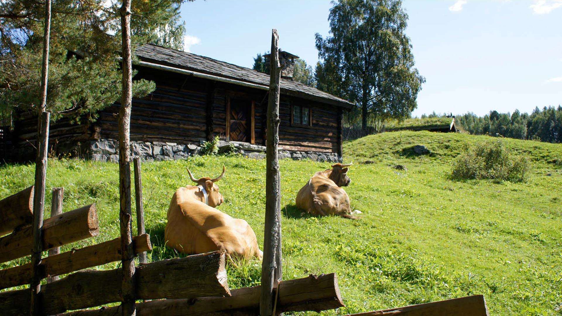 Cows resting in natural surrondings