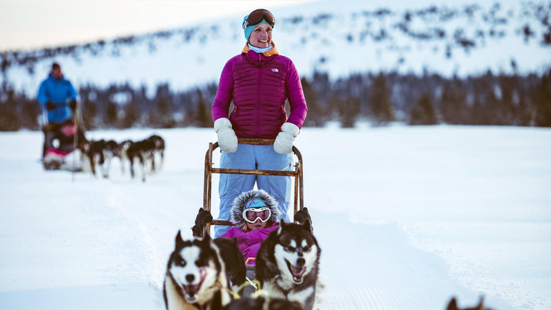 can 1 husky pull sled