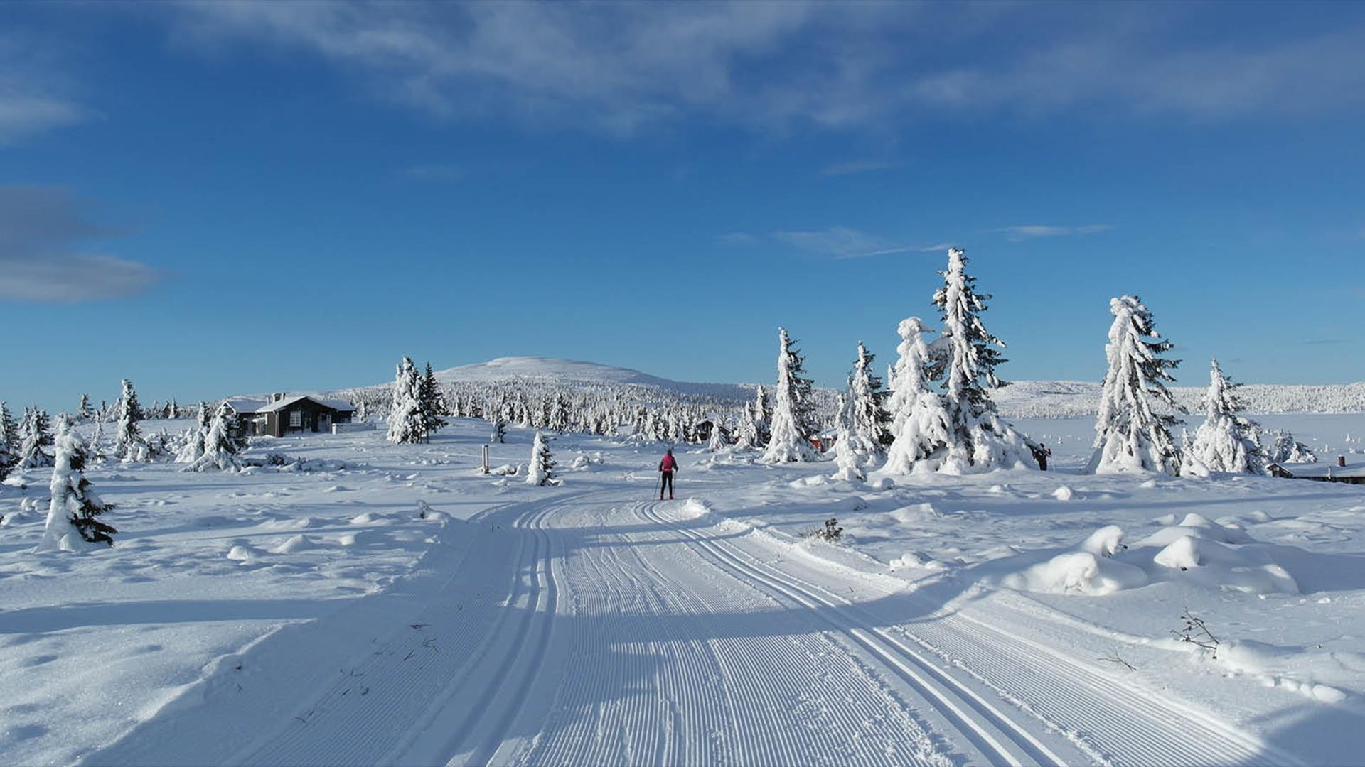 Cross-Country Skiing