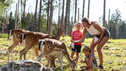 Family feeding dear