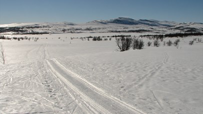 ski tracks in Langsua