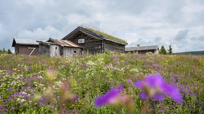 Traditional summer farm buildings in a flower meadow. Venabu Fjellhotell